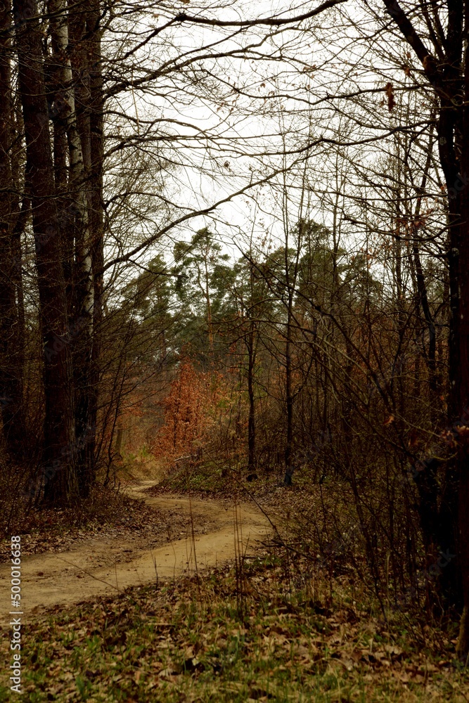 Pathway in early spring forest, forest landscape, road in forest background. Pathway in early spring forest, forest landscape, road in forest background.