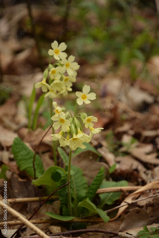 Primula veris, the cowslip blooming in spring forest, vertical. Primula veris, the cowslip blooming in spring forest, vertical.