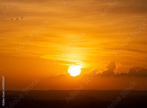 Three birds in the yellow morning sky in Utrecht, the Netherlands. 