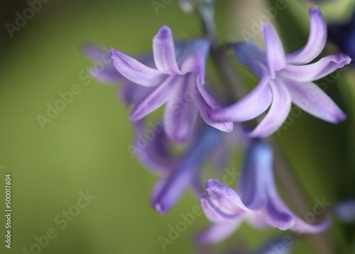 violet flower © Agnieszka