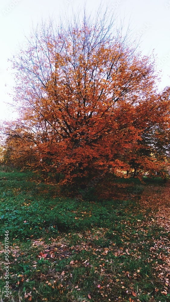 Obraz premium autumn in the park