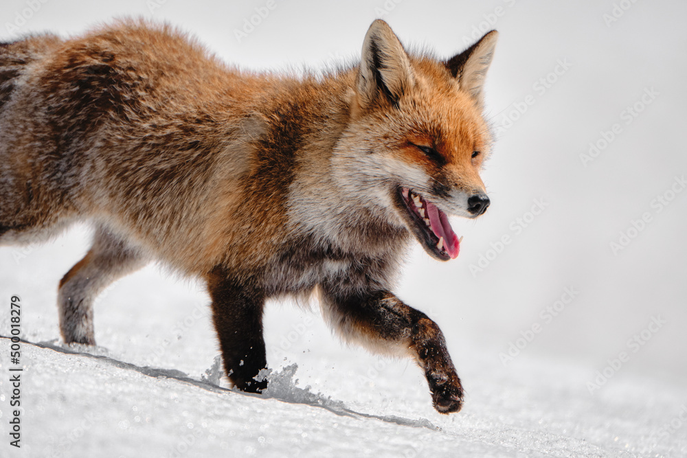 Obraz premium Fox in the snow