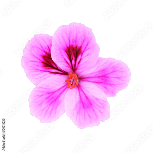 Violet geranium flower