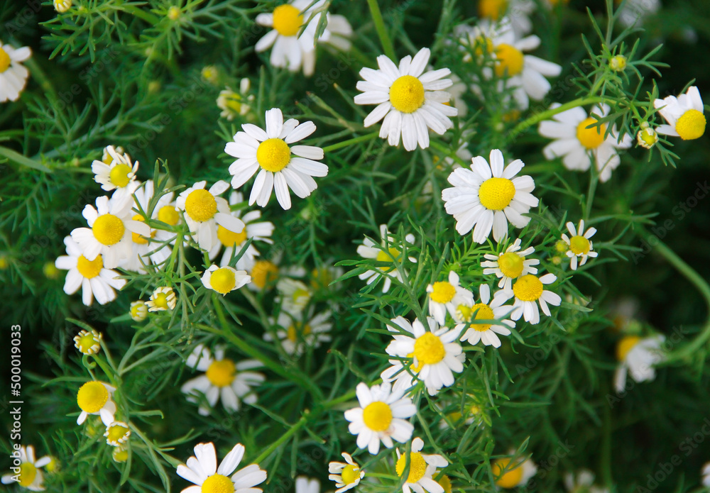 Fototapeta premium small flowers of white chamomile on a background of green leaves