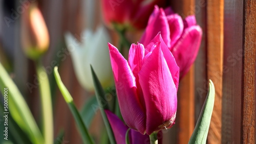 Tulipani porpora vicino una staccionata di legno photo