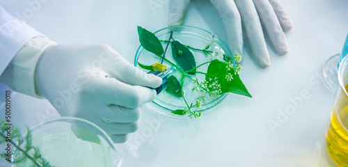 Herbs in the petri dish with white background, close-up natural test, bilotechnology background, making medicine, researching herbs for cosmetic, skin care by natural extraction, scientific method.