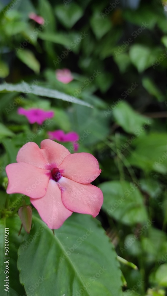 Pink flowers starting to wither in a garden in the Cikancung area, Indonesia Pink flowers starting to wither in a garden in the Cikancung area, Indonesia
