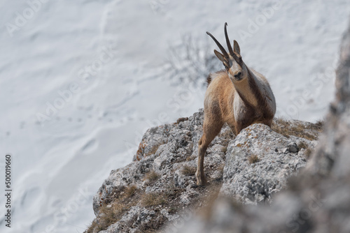 Canvas Print Chamois on the rocks