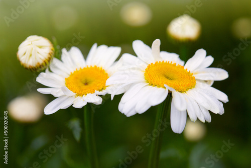 Macro shot of white daisy flowers isolated on green .