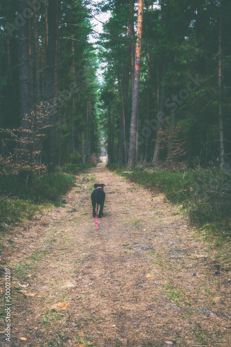 Samotny czarny pies odchodzący leśną ścieżką.  photo