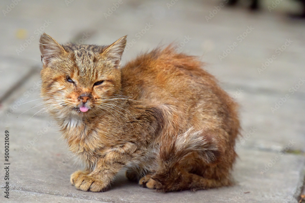 sick one-eyed stray cat on the street