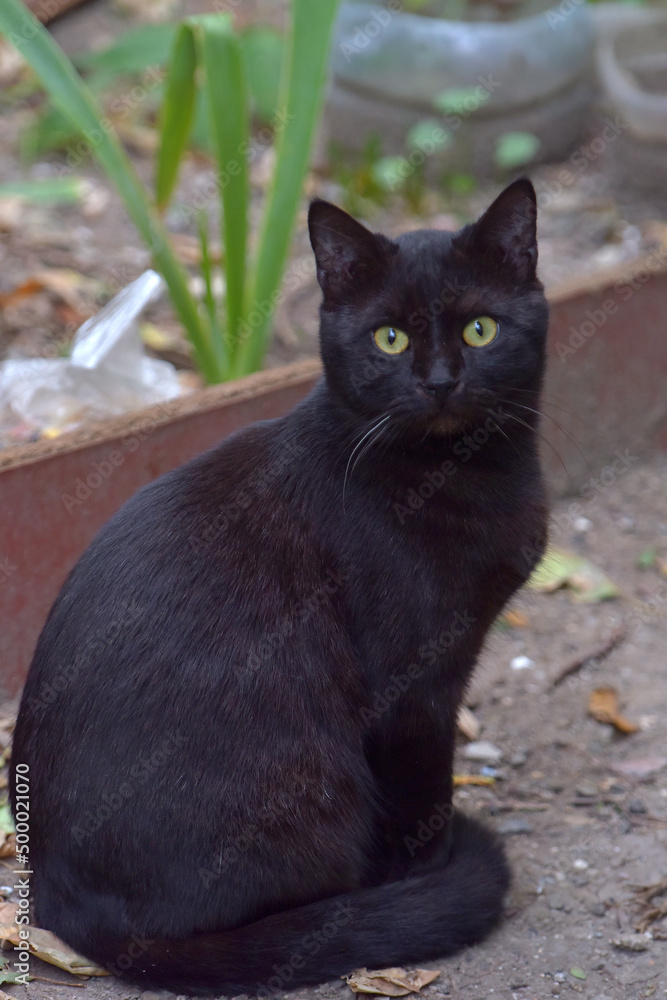 black cat with green eyes outdoor