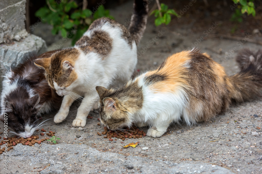 stray cats eat outdoors in summer,