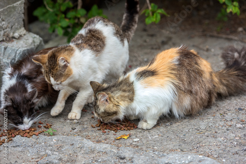 stray cats eat outdoors in summer,