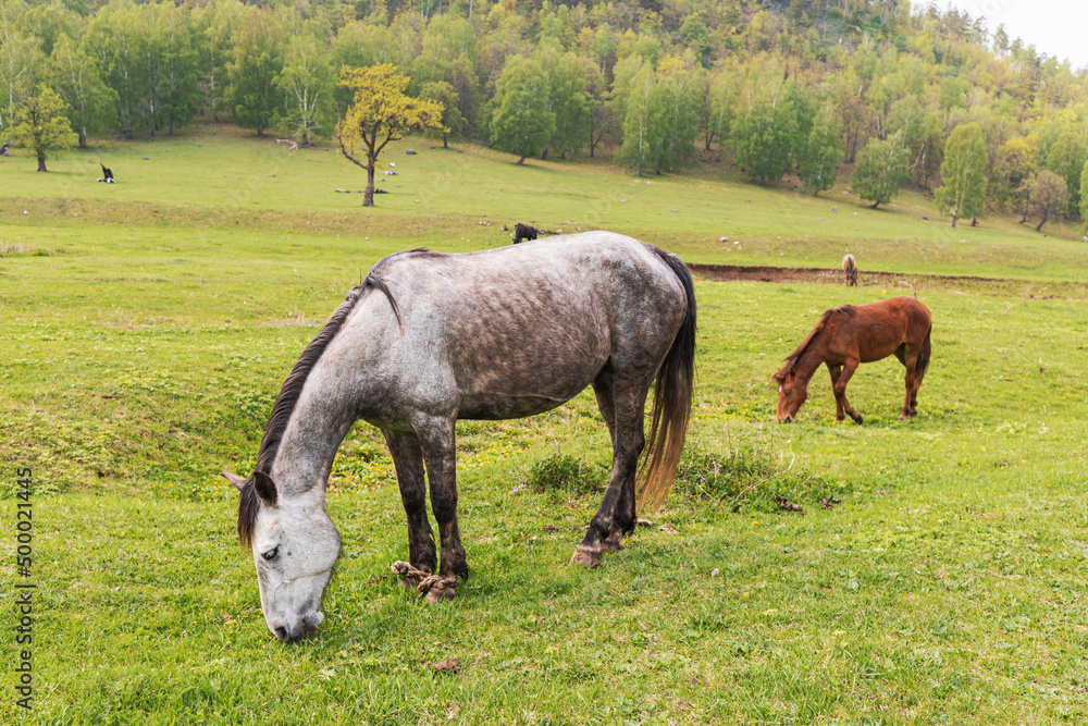 horses graze a meadow in a picturesque place in the mountains. Live cattle and livestock concept