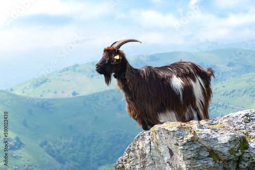 Black goat standing on hillside Basque country, France