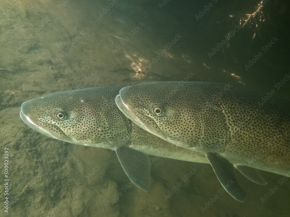 Ito, a phantom fish from the Doto Raised Bog River Ito, a phantom fish from the Doto Raised Bog River