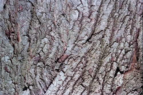 Fotografi Linden bark texture