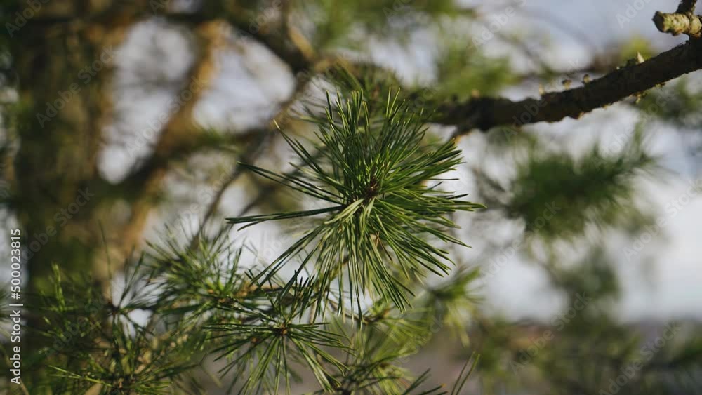 Close-up of pine branches illuminated by the evening sun. Warm spring atmosphere Close-up of pine branches illuminated by the evening sun. Warm spring atmosphere