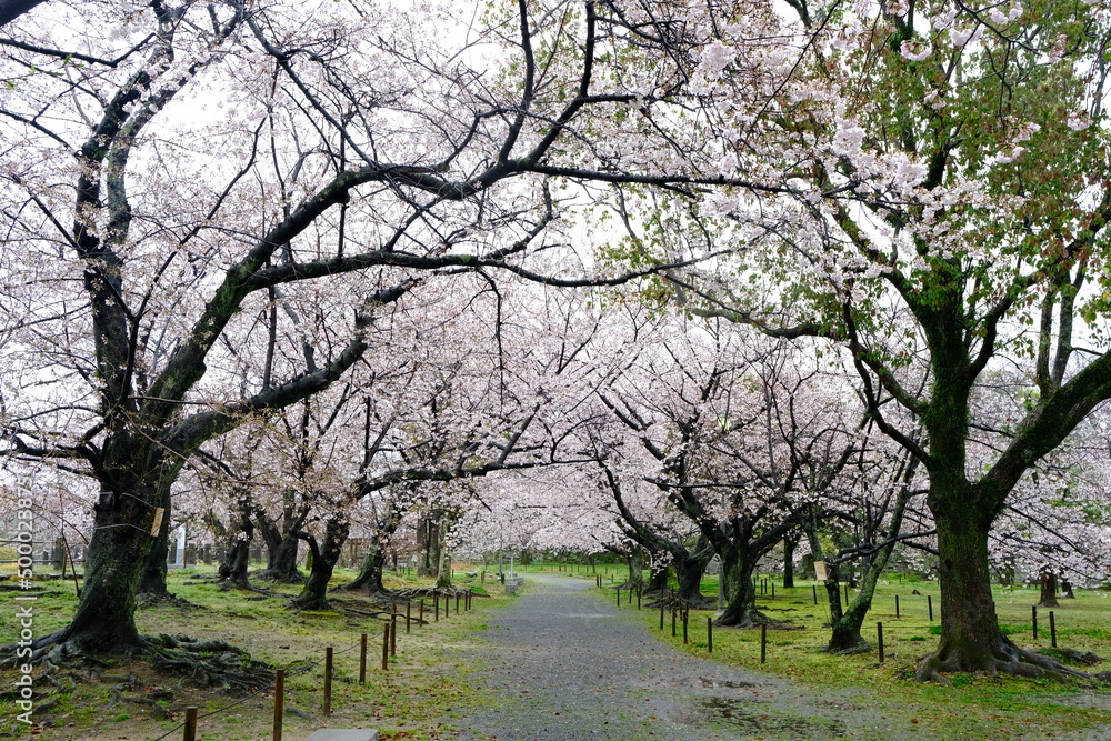 blossom trees blossom trees