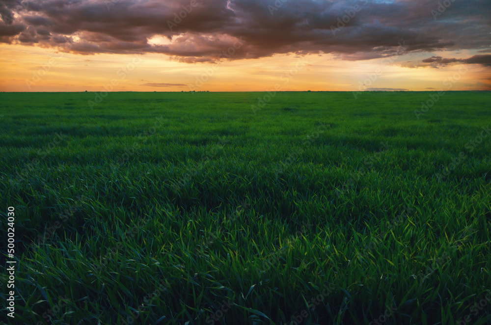 Agriculture landscape showing field of green wheat in spring.