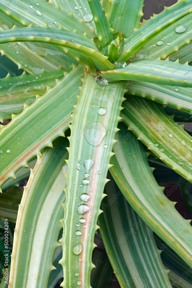 Variegated Candelabra aloe (Aloe arborescens Variegata). Stock-Foto | Adobe  Stock
