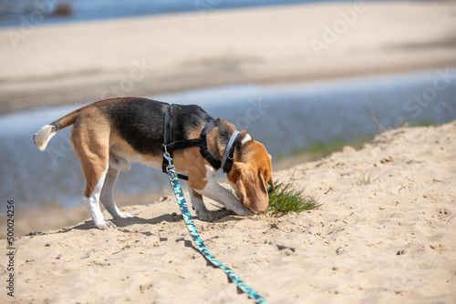 młody beagle kopiący w piasku podczas spaceru
