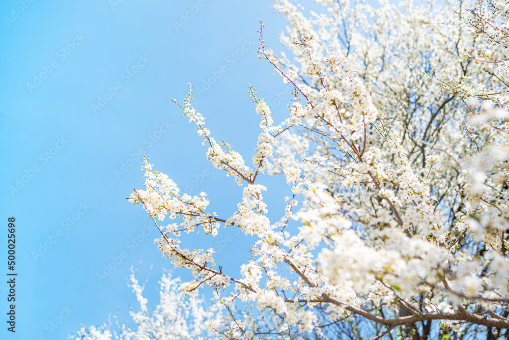 Spring fresh flowers on the tree. Spring fresh flowers on the tree.