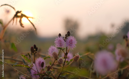 Sensitive plant flower (Mimosa pudica) - Sensitive flowers are blooming, Close up detail of Sensitive plant flower