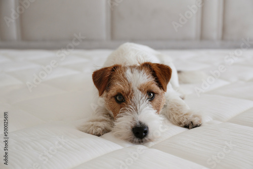 Wire haired Jack Russell Terrier puppy on a white orthopedic mattress. Small rough coated doggy with funny fur stains resting on a hypoallergenic foam matress . Close up, copy space, background.