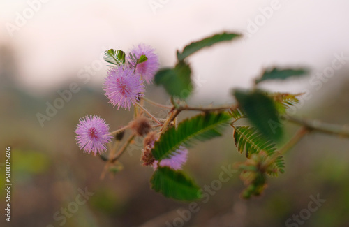 Sensitive plant flower (Mimosa pudica) - Sensitive flowers are blooming, Close up detail of Sensitive plant flower