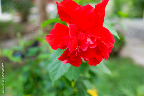 red hibiscus flower and its stamens