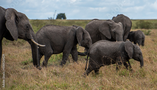 Canvas Print Herd of big African elephants walking in the field on a sunny day