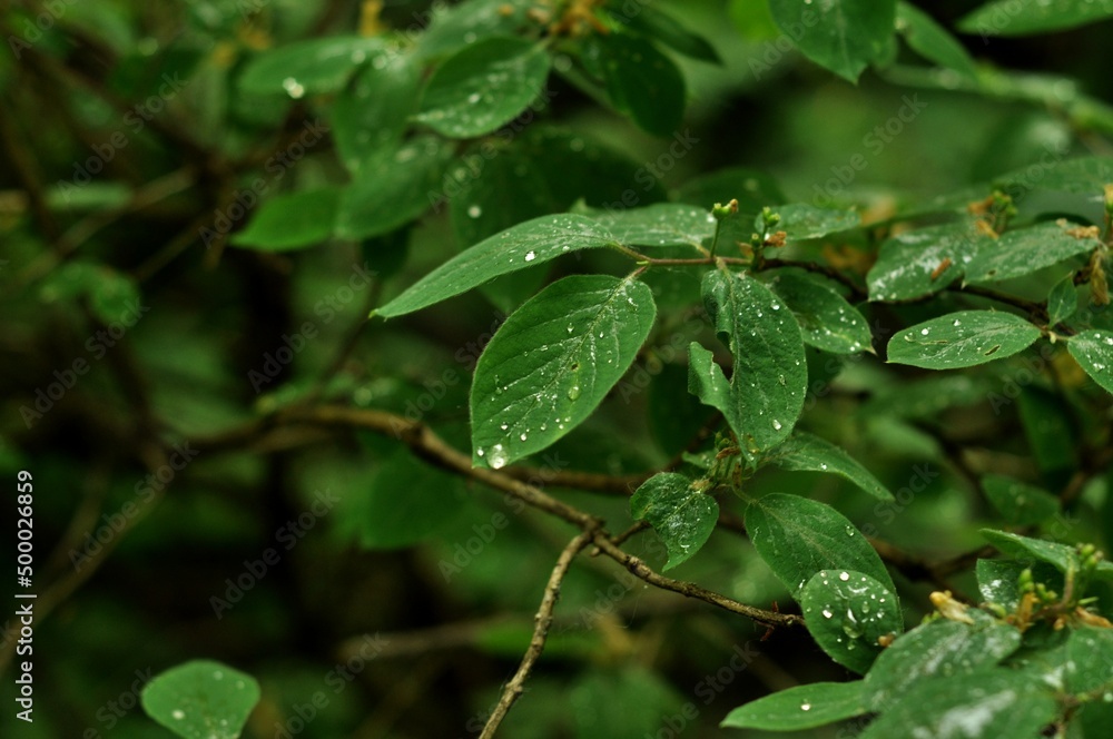 Nature is the material world of the universe, in fact — the main object of the study of natural sciences. In everyday life, the word Nature is the material world of the universe, in fact — the main object of the study of natural sciences. In everyday life, the word