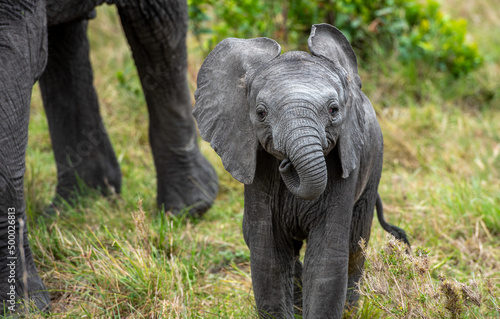 Sticker Little baby elephant standing on grass in the field