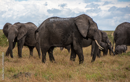Photography Herd of big African elephants walking in the field on a sunny day