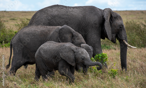 Photography Herd of big African elephants walking in the field on a sunny day