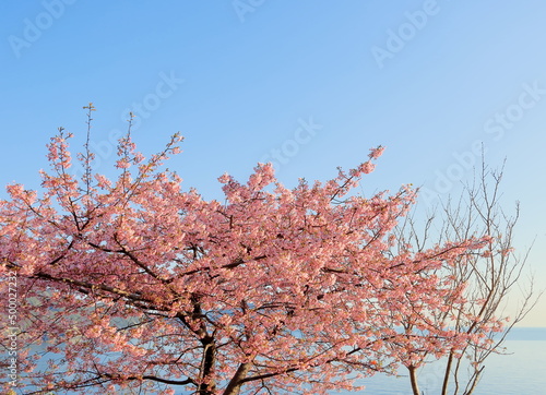 海沿いに咲く河津桜