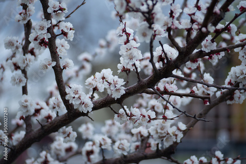 young apricot branches, flowering apricot branch