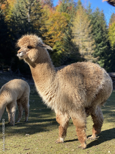 Vertical shot of a Huacaya alpaca photo