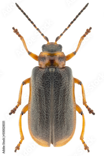 Fototapeta Galerucella nymphaeae beetle specimen