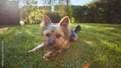 Fotografija Closeup shot of a cute Yorkshire Terrier laying on the grass