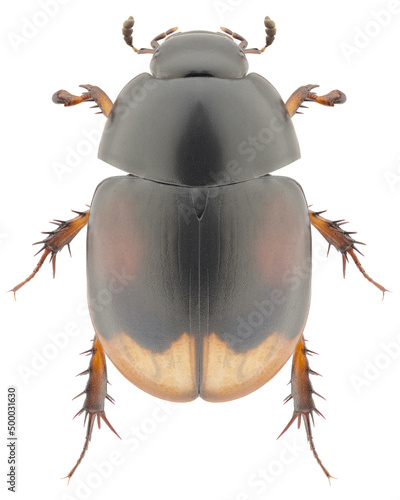 Sphaeridium lunatum beetle specimen photo