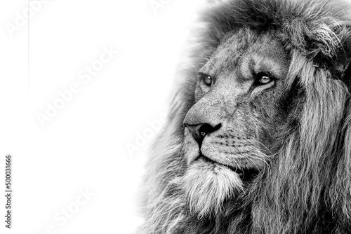 Grayscale of a lion with a white background