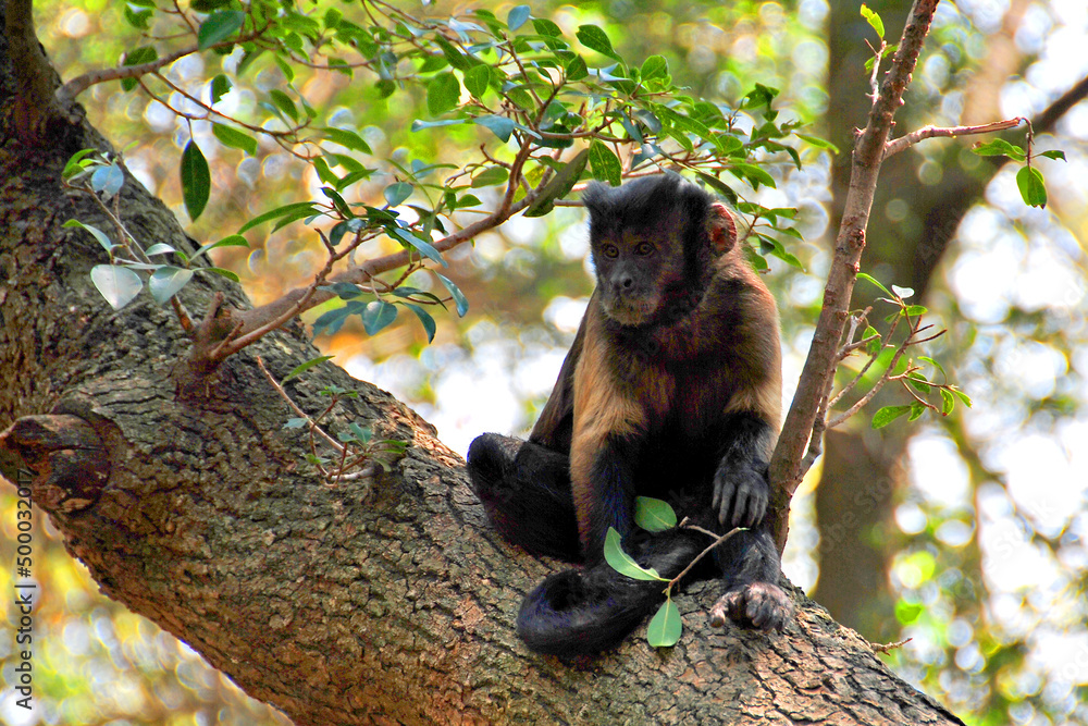 Capuchin Monkey Cebus olivaceus in South Africa