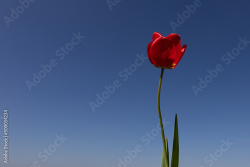 red spring flower in front of a blue sky