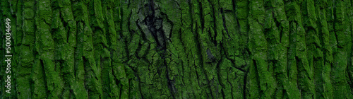 tree bark with green moss and lichen