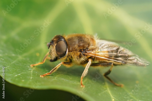 Detailed closeup of a hairy Common drone fly, Eristalix tenax , sitting on a green Common ivy leaf photo