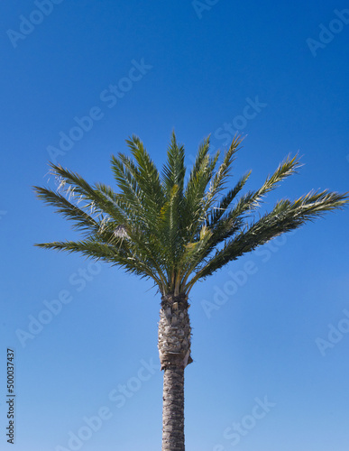 Vertical shot of a tall palm tree against a bright clear blue sky photo