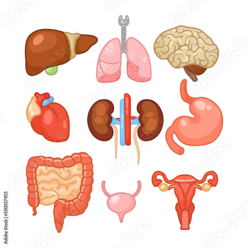 Different organs of female body vector illustrations set. Internal human organs, digestive system, heart, lungs, kidneys, brain, liver, intestine on white background. Education, anatomy concept